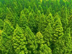 -黄海国家森林公园