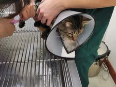 -瑞派康怡24h宠物医院·犬猫医疗中心·微创绝育(瑞景分院)