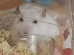 -秦香记凉皮肉夹馍(天城商业中心店)