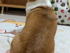 -宠福鑫康馨动物医院·骨科·眼科