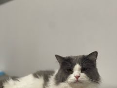 -Cappucimeow猫咪咖啡馆(韦伯时代店)