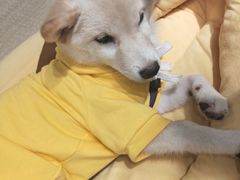 -逗柴咖啡屋·狗咖猫咖宠物桌游