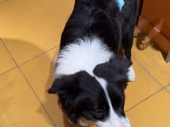 -MARSMART PETS火星宠物超市(1733店)