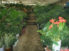 -金陵花卉交易市场
