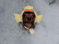 -PETKIT 小佩宠物·低压洗护·美容·寄养(安远店)