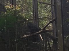 -新加坡飞禽公园