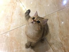 -猫大福·Fortune Cat猫舍(百子湾店)