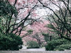 -南山植物园