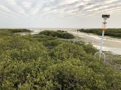 -北海金海湾红树林生态旅游区