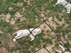 -西霞口神雕山野生动物世界