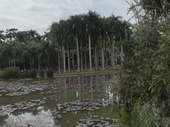 -中国科学院西双版纳热带植物园