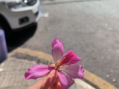 -罗氏滇味小锅