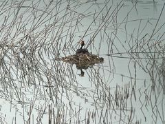 -野鸭湖国家湿地公园