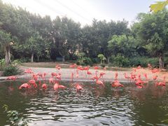 -广州长隆飞鸟乐园