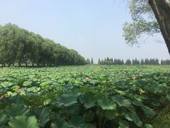 -洪湖生态旅游区