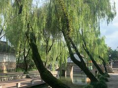 -鲁镇