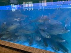 脆肉鲩鱼-淘米捞·米汤脆鲩鱼火锅(福田皇岗店)