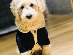 -小尾巴宠物店(万科·金域华庭店)