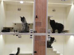 -十年猫舍·猫咪专门店(普陀店)