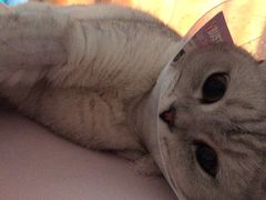 -芭比堂动物医院·犬猫全科·异宠专科(雁塔分院)
