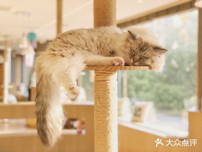 CAT’S MEWSTAR CAFE·喵星球猫屋(晴湾咖啡店)小可爱图片