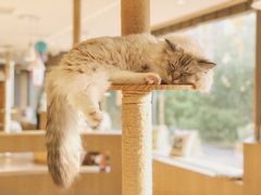 小可爱-CAT’S MEWSTAR CAFE·喵星球猫屋(晴湾咖啡店)