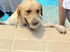 -趣玩宠物乐园寄养训犬训狗游泳池