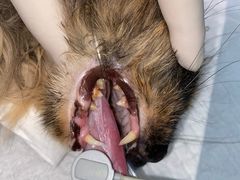 -萌兽医馆·犬猫专科·眼科中心·宠物医院(朝阳门分院)
