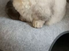 -安安宠医宠物医院·异宠·犬猫内科(岳阳分院)