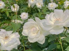 -人民公园(罗湖区)