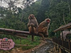-西双版纳原始森林公园