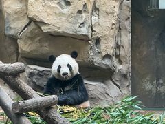 -成都动物园