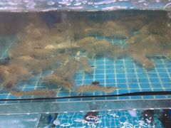 -坛南湾阿强农家乐.海鲜大排档老字号(福州地标美食店)