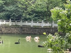 -黔灵山公园