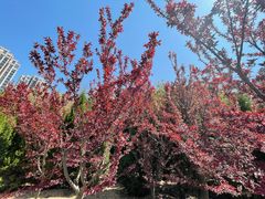 -南山鲜虾面·活鲜小馆·海味大连菜(南山总店)