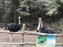 -贵州森林野生动物园