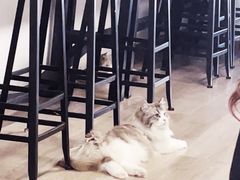 -柴迷FANS CLUB·柴犬狗咖·猫咖