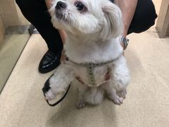 -爱侣宠医·鹦鹉专科·小型哺乳类·异宠专科(灵石路店)