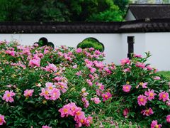 -盆景园(扬州大运河文化旅游度假区)