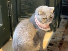-猫色咖啡·猫咖