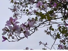 -洲头咀公园