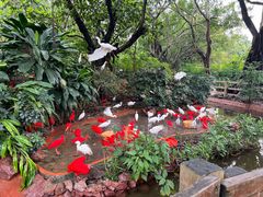 -广州长隆飞鸟乐园