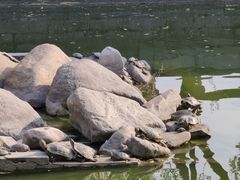 -洛阳白马寺