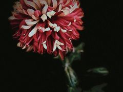 -莫愁湖公园