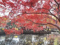 -秋霞圃