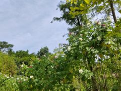 -云溪植物园