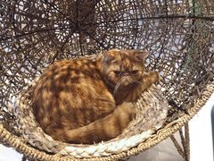 -飞行喵MR PILOT|猫舍·猫咖(静安大融城店)