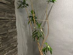 -恬阿姨庭院餐厅·生日宴
