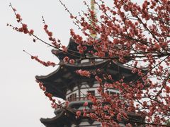 -洋湖国家湿地公园