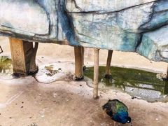 -泉州海丝野生动物世界